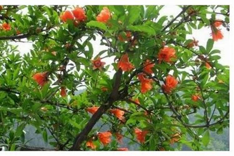 石榴花期怎么施肥