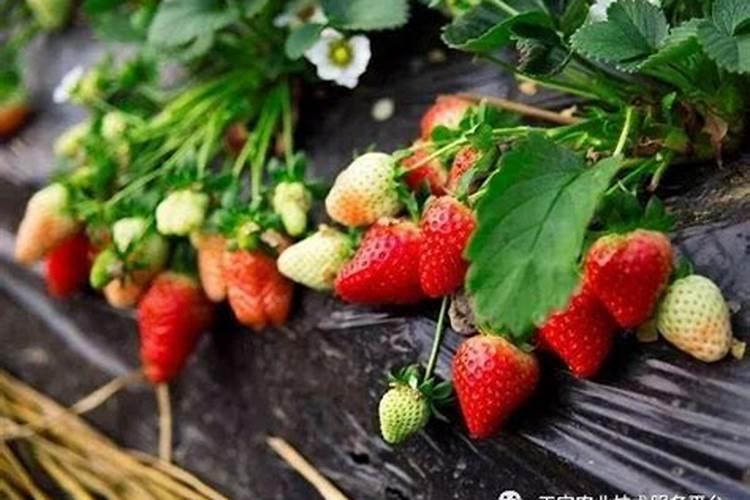 韭菜怎么种才能长得粗壮