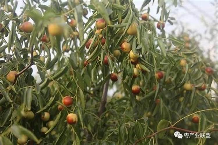 墨兰施肥用什么肥料最好