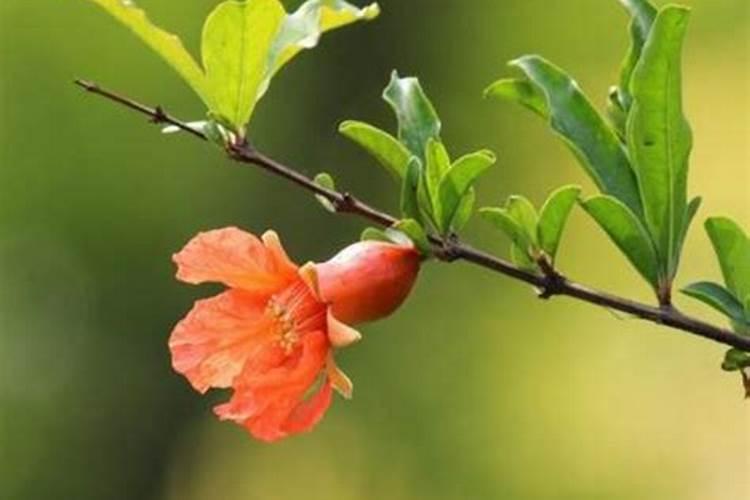 石榴花的花期管理,疏剪花蕾追施肥料