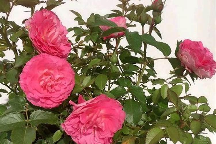 大棚内的黄瓜怎样进行浇水和施肥？