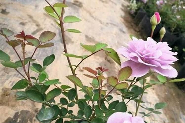 大豆花期打什么药能高产 花期施什么肥好