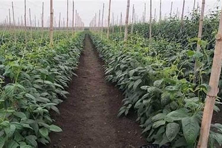 豆角开花结荚期施什么肥水好