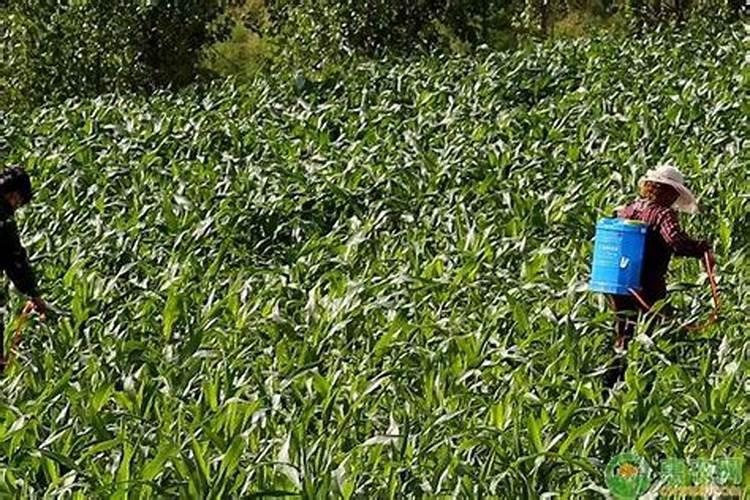 叶面肥的区别鉴定