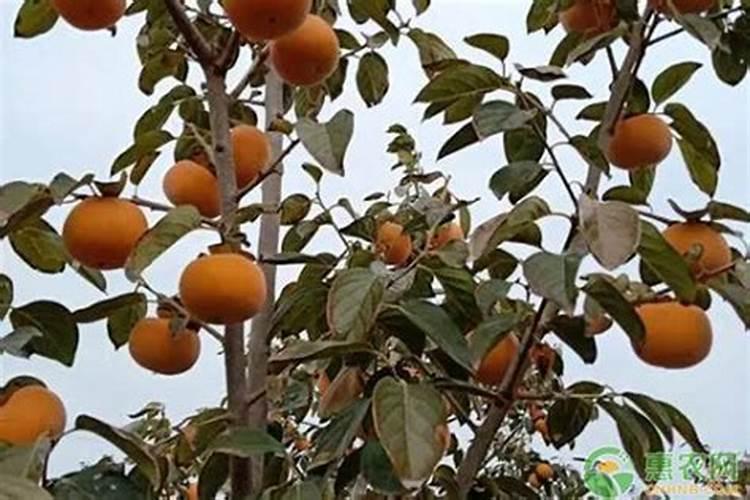 柿子树最佳的施肥时间 柿子树什么时候施肥