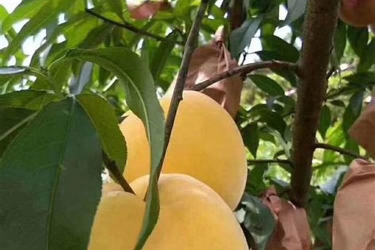 桃树如何施肥可以增产收益？