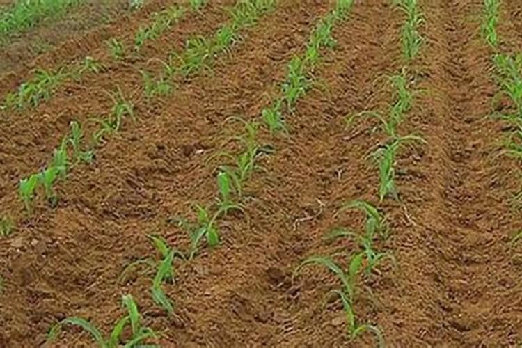 果树水溶肥哪个牌子质量好