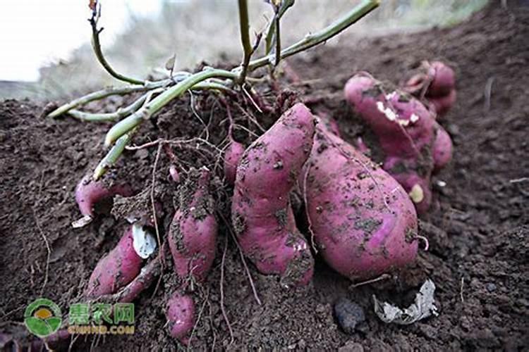 游离酸和ph值关系