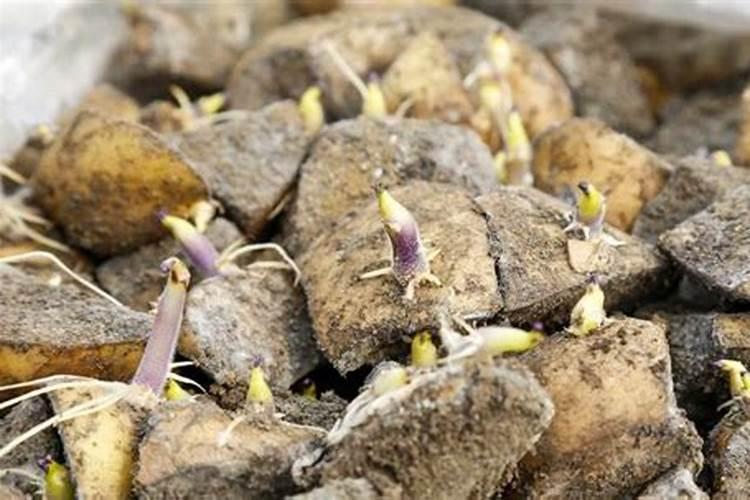 土豆什么时侯追肥