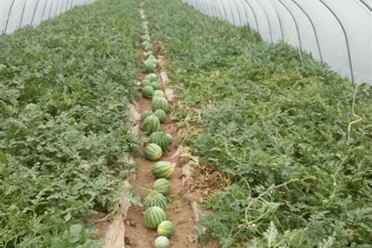 夏黑葡萄什么时候拉穗最好？有什么效果