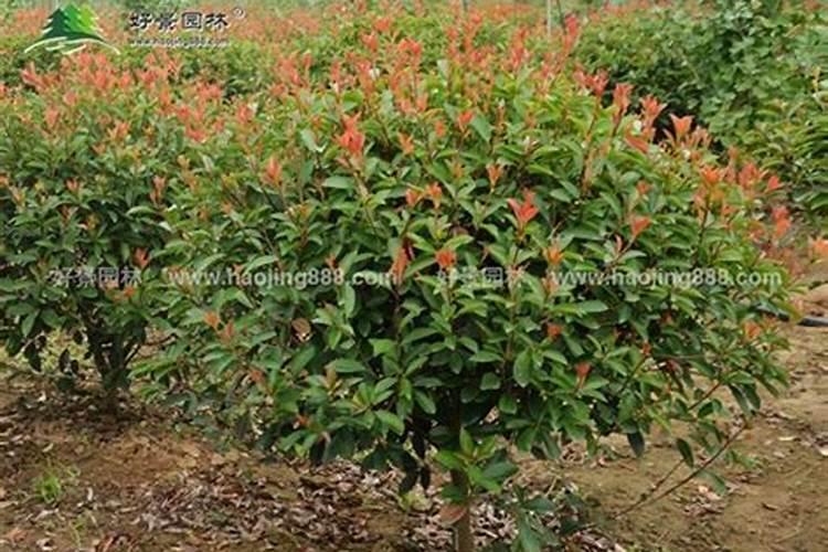 红叶石楠施什么肥料？