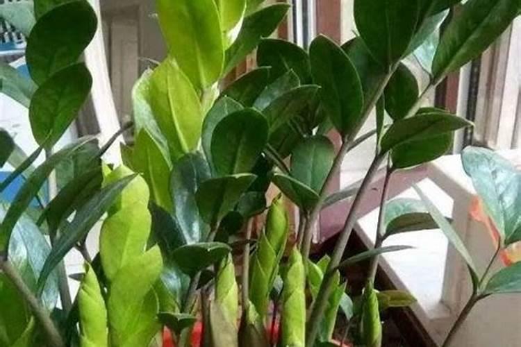 金钱树叶子变黑变干是什么原因