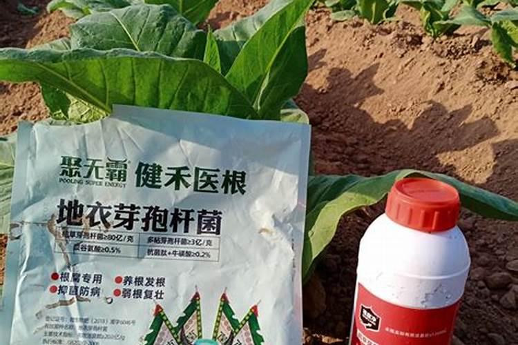 怎样才能让月季开的花大一点