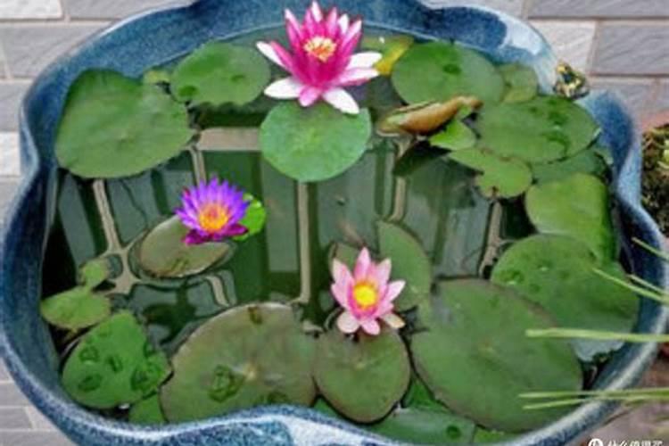 小番茄的需肥特性和施肥要点及肥料选择