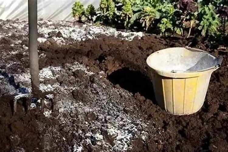 龙眼丰产素的作用