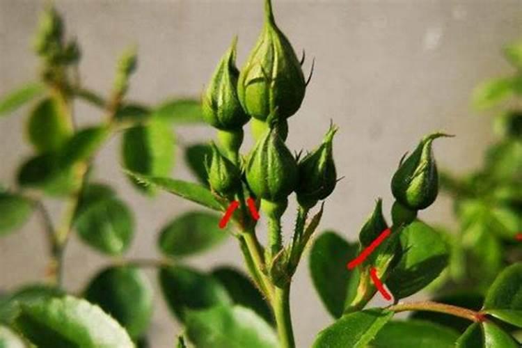 杜鹃花什么时候施肥 怎么施肥