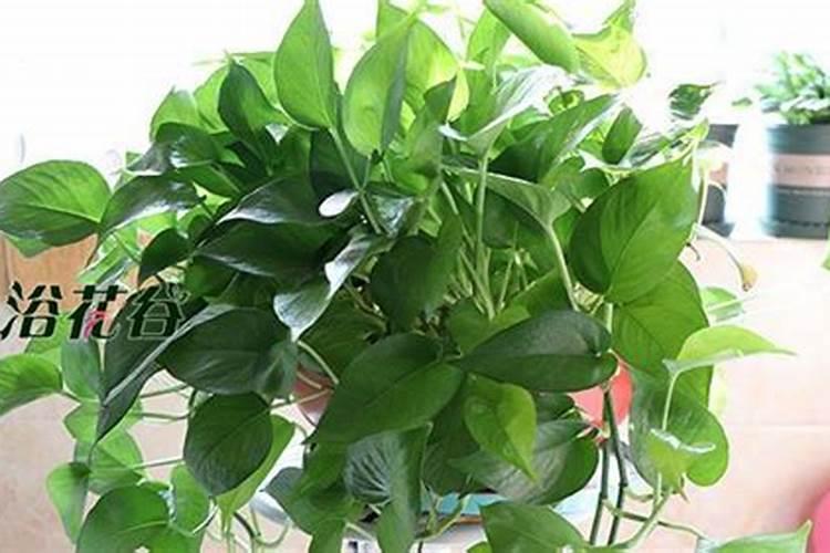 复合肥可以浇绿萝吗