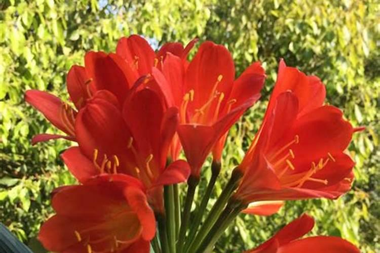 大葱干尖黄死棵用什么药防治最好