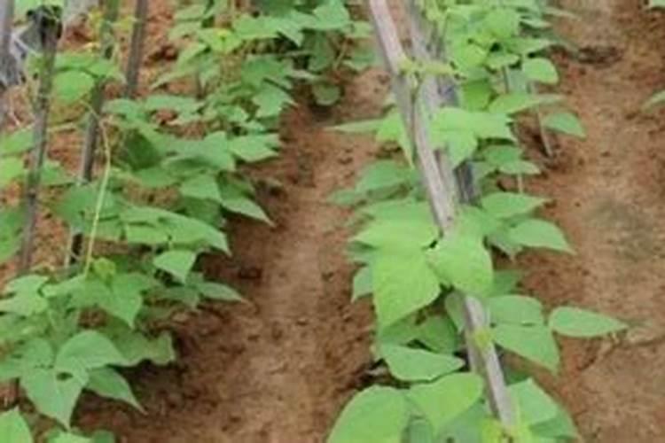 蔬菜作物吸收肥料有哪些特点？