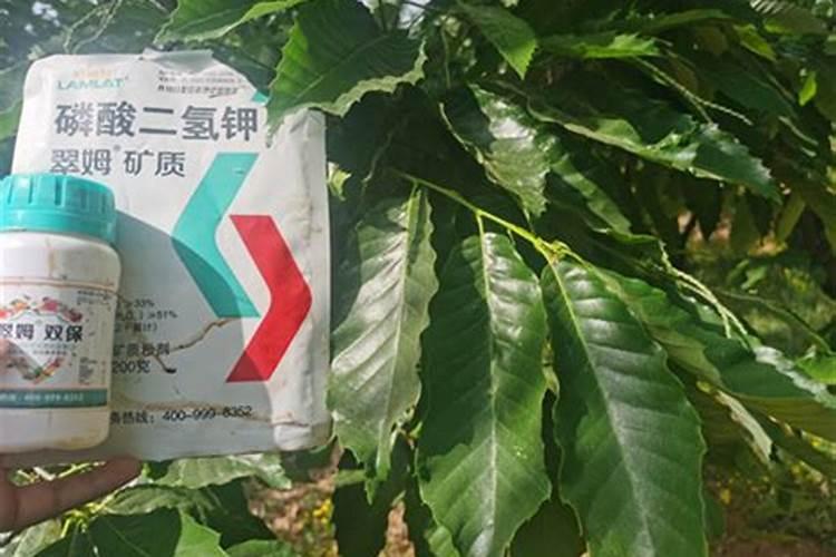 板栗树什么时候施肥施什么肥