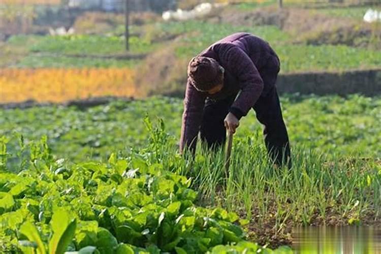 种菜地底肥用什么肥料最好
