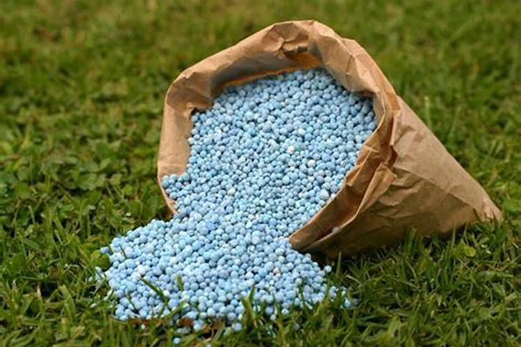 红木香花怎么种植 红木香花的种植方法