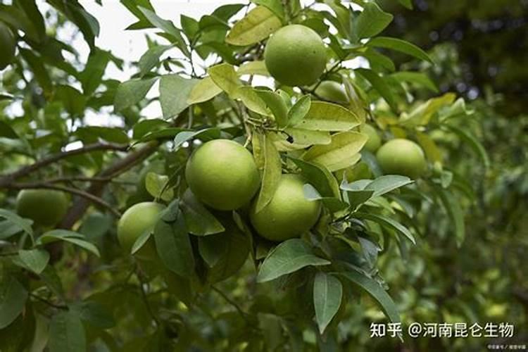十大净化空气植物