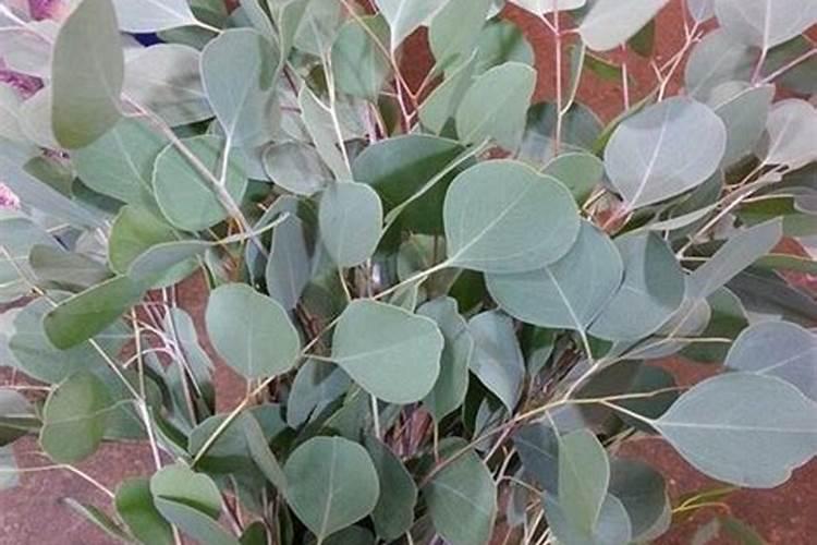 尤加利叶子干枯怎么回事