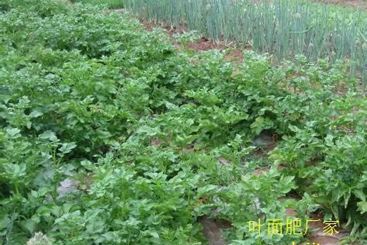 三角梅夏天可以施肥吗怎么施