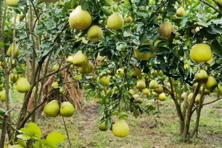 番茄喷花的正确方法