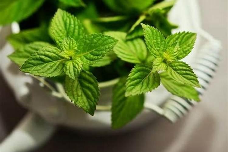 大豆打完除草剂多久可以打叶面肥水？