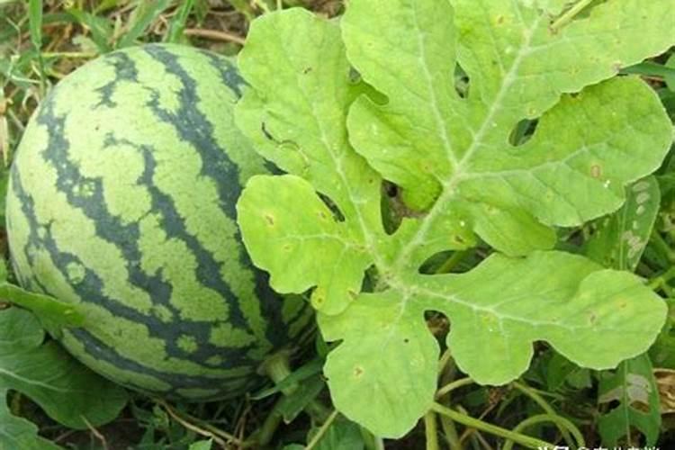 红菜苔要打控旺药吗