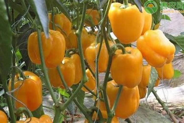 温室大棚~彩椒种植时间和方法