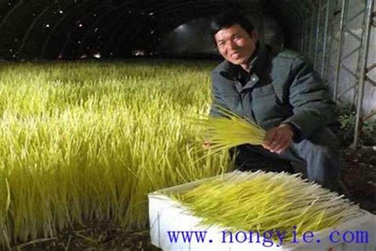 种水蒜黄太难管理,主要是烂根不好防治