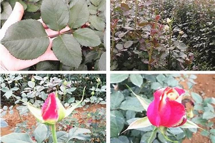 桂花树什么时候施肥