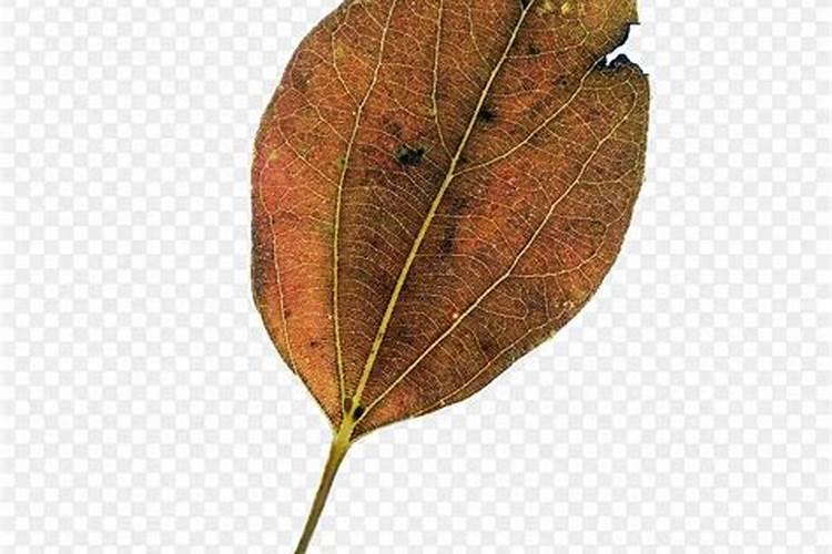 千金藤功效和作用 分析千金藤的三大功效