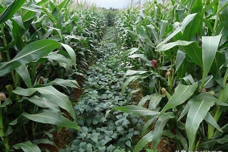 黄桃管理保果方法