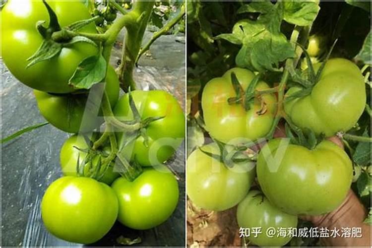 淘米和百田的矛盾