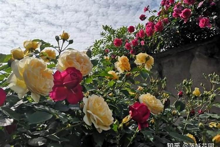 荸荠喷施硼肥和磷酸二氢钾后五个小时下雨有效吗？