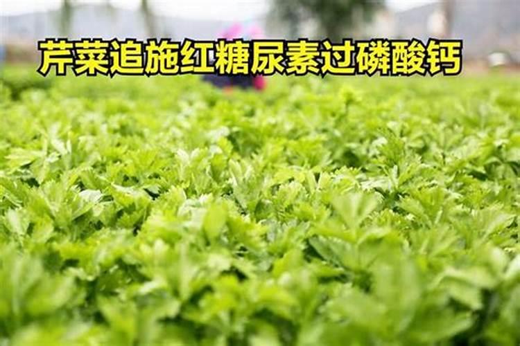 小麦一次性喷药能对几种药