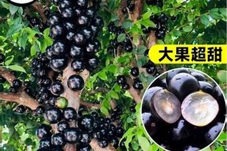 柑橘 施用硅肥 研究 影响