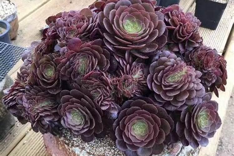 黑法师用什么肥料好