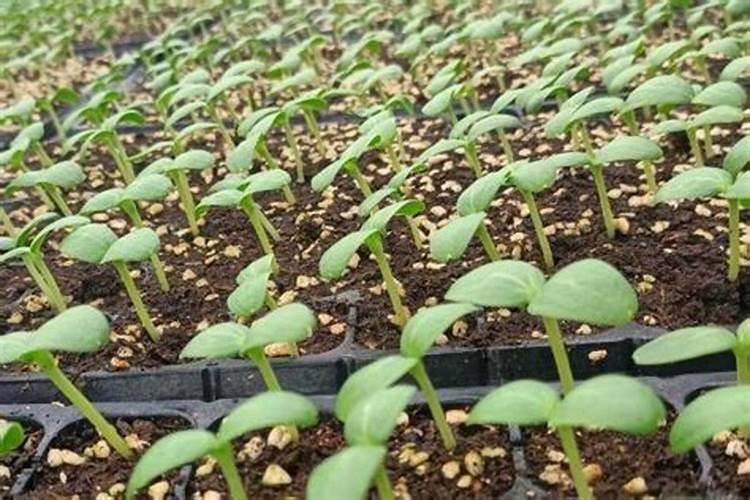 香瓜苗期怎么施肥最好