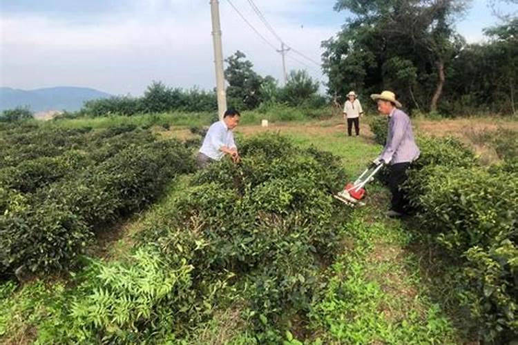 ...在采摘前喷施富硒肥料,市面上那家公司的富硒叶面肥好点