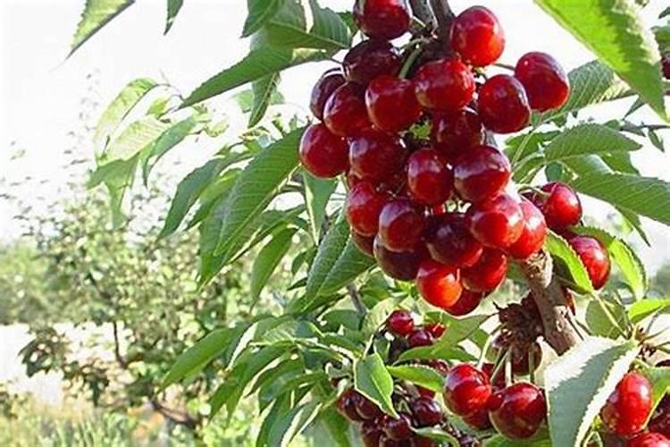 樱桃追什么叶面肥结果好？叶面肥用哪种好？叶面肥就用根小子!