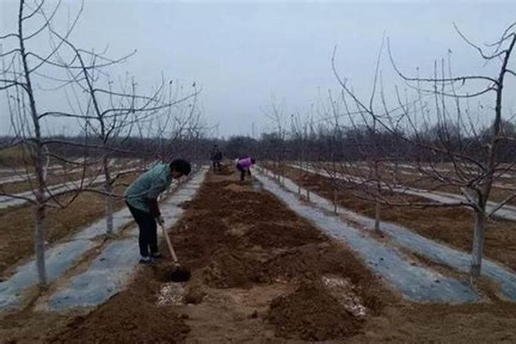 矿源黄腐酸钾的批发价格,黄腐酸钾连续使用的危害,使用黄腐酸钾的标 ...