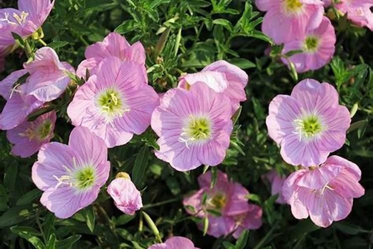 叶黄素系列问题解读