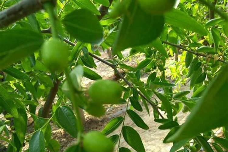 冬枣和脆枣是一种枣吗？