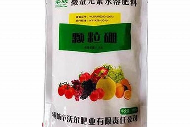彩叶芋彩叶芋彩叶芋养殖方法