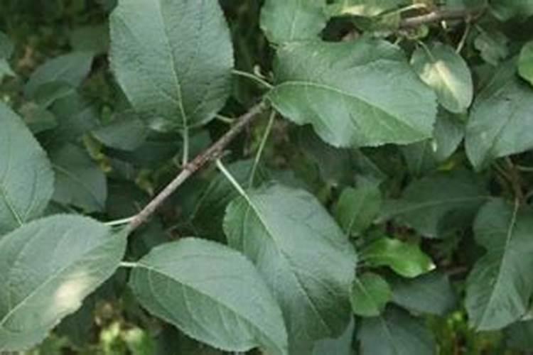 苹果树秋季该如何施肥